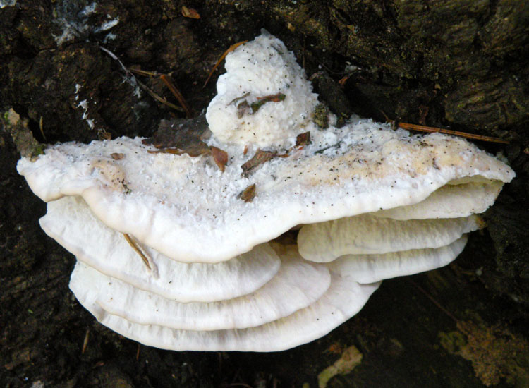 Postia tephroleuca?